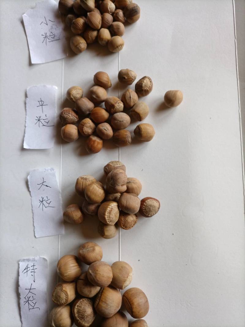 大量批发混等成品原产地野生榛子一手货源香脆可口老少皆宜