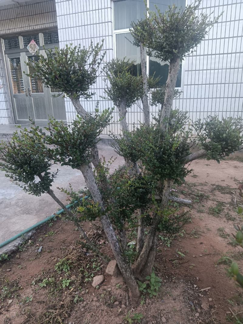 低价供应赤楠一批