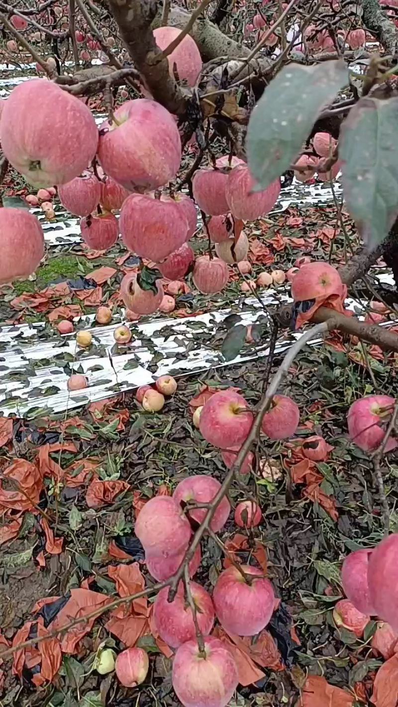 红富士苹果价格美丽一手货源脆甜可口全国各地发货