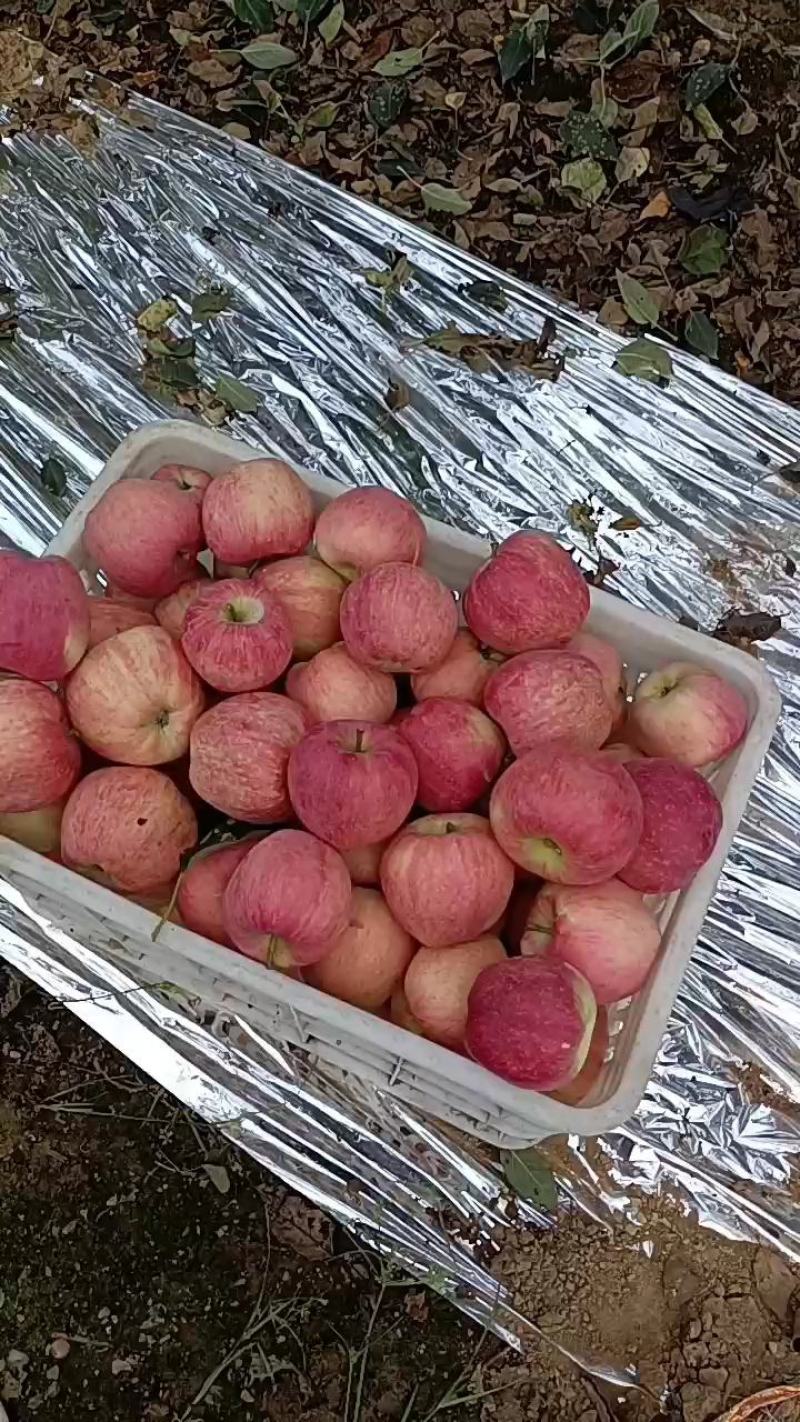 红富士苹果价格美丽一手货源脆甜可口全国各地发货