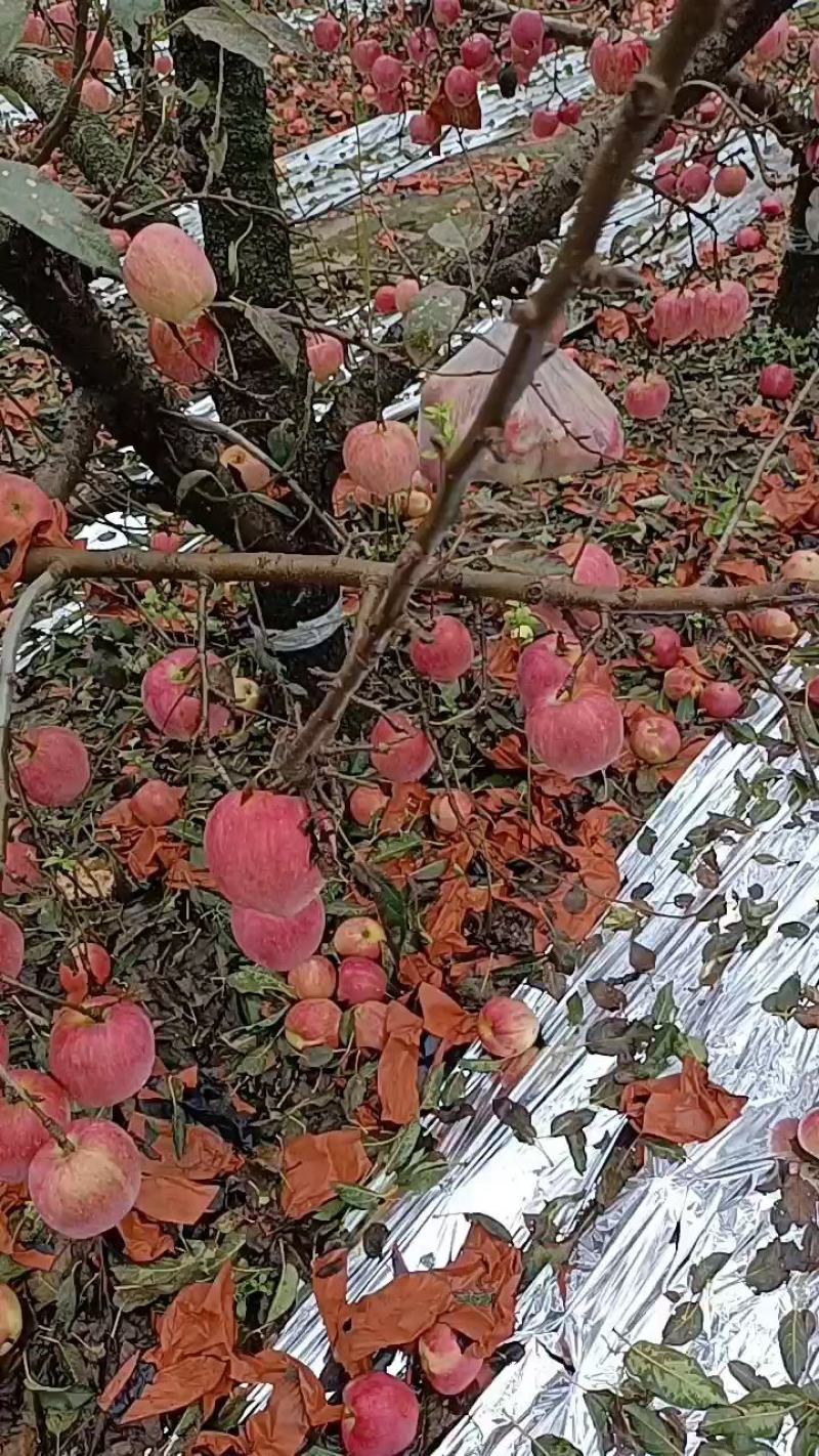 红富士苹果价格美丽一手货源脆甜可口全国各地发货