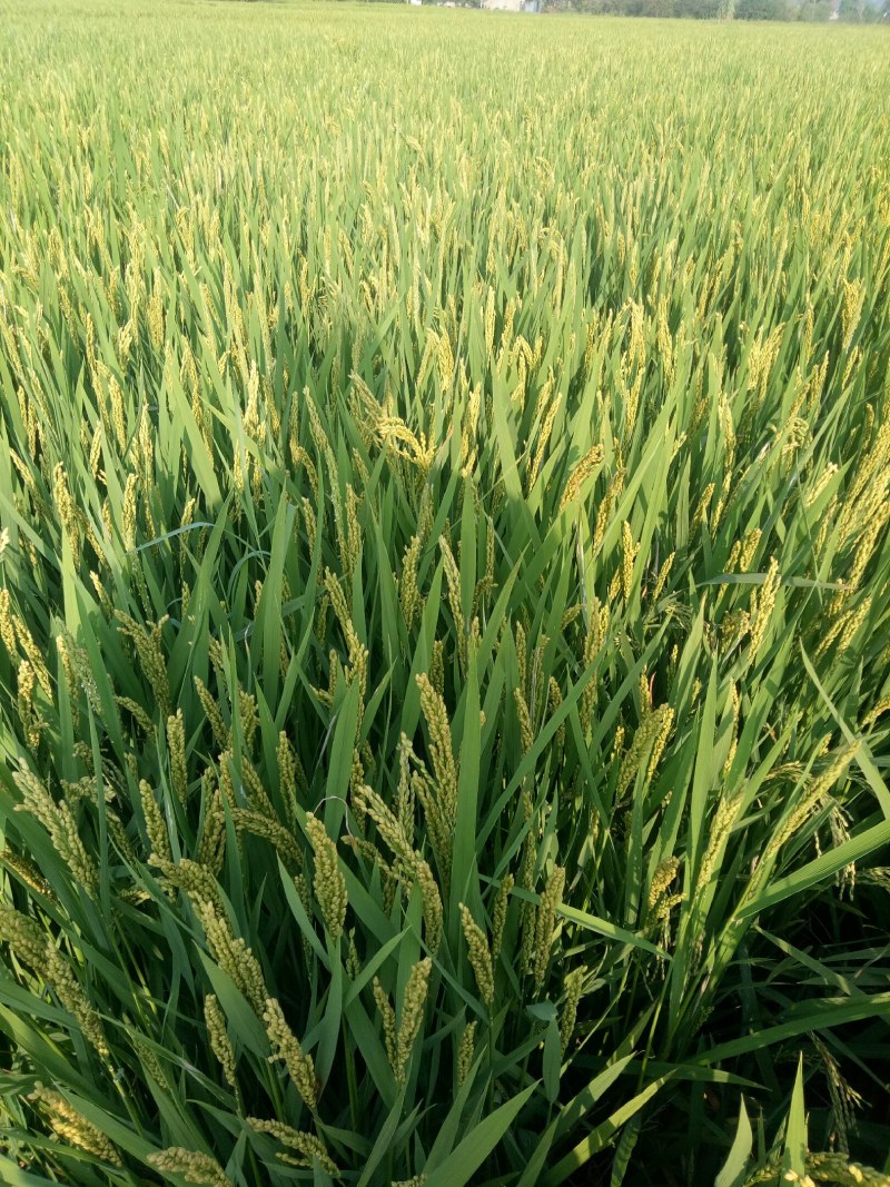 糯稻