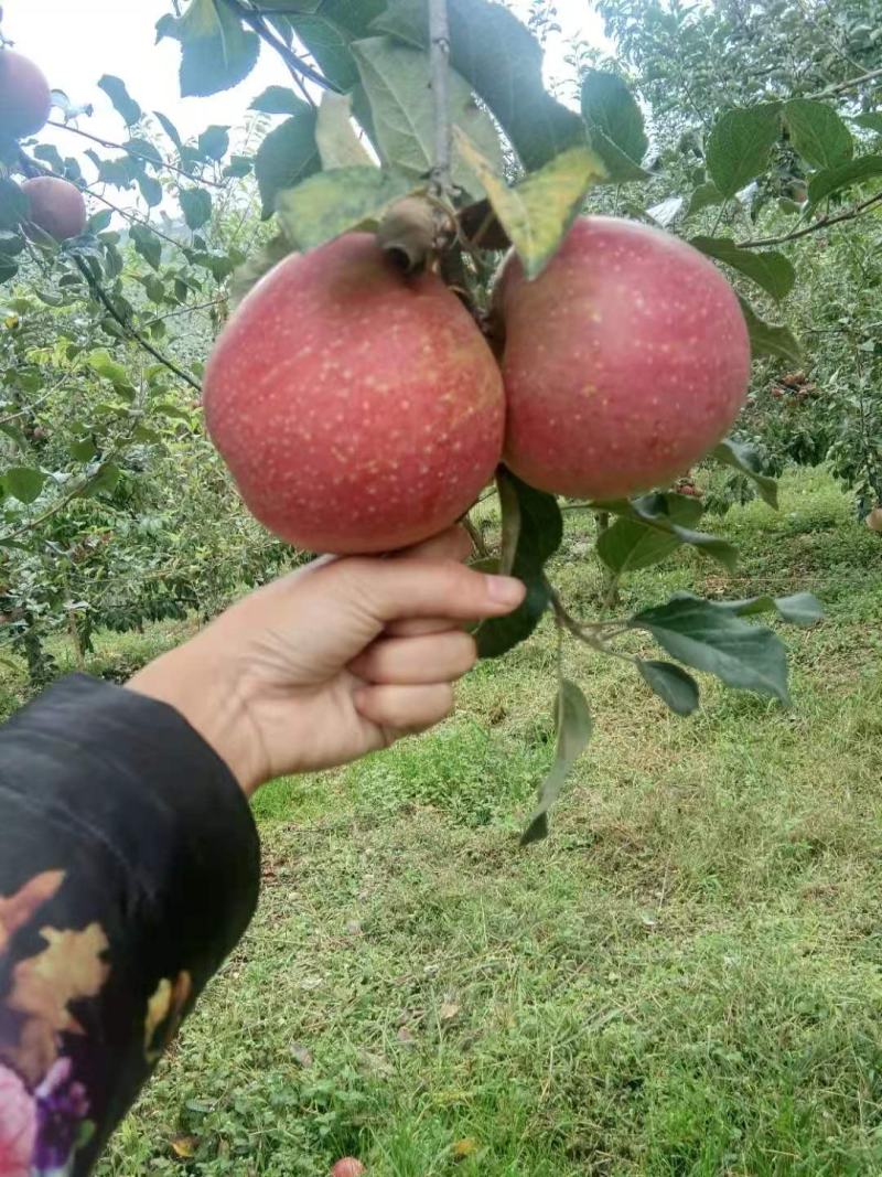 【推荐】正宗糖心苹果，野生苹果合作社提供销售，安全有保障