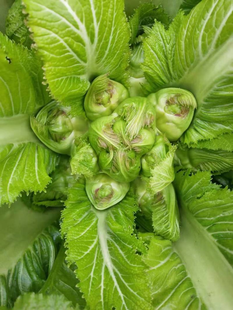 小心多儿早熟儿菜上市了，高山蔬菜！