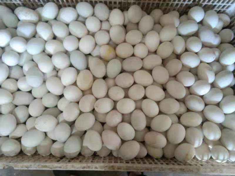 白蛋，种蛋，双黄蛋，小蛋，裂纹蛋，散黄