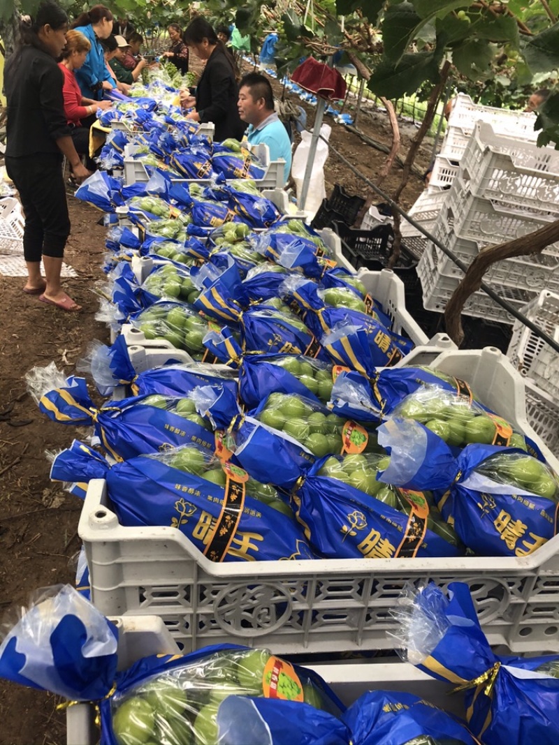 阳光玫瑰大型精品果园产地直供对接全国