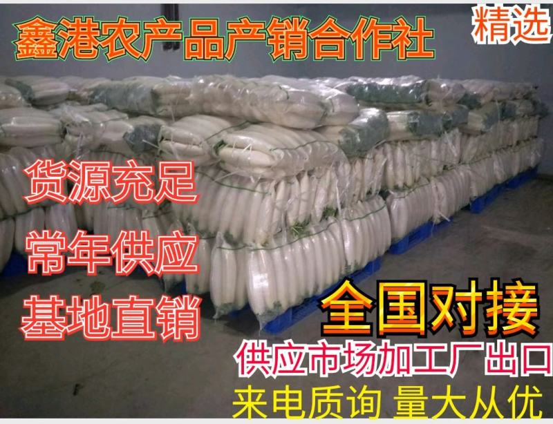 湖北优质白萝卜，基地直销，提供打冷，保质保量，全国发货