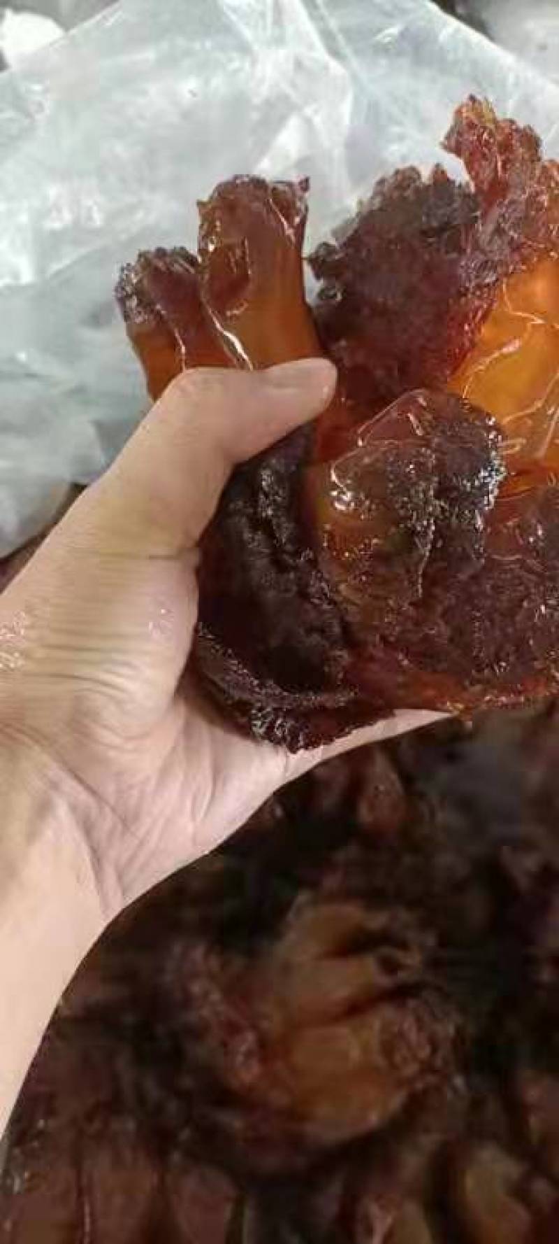 海蜇