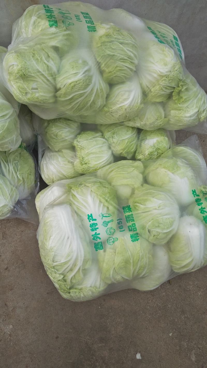 白菜，夏阳白菜，肥城白菜大量上市，货源充足