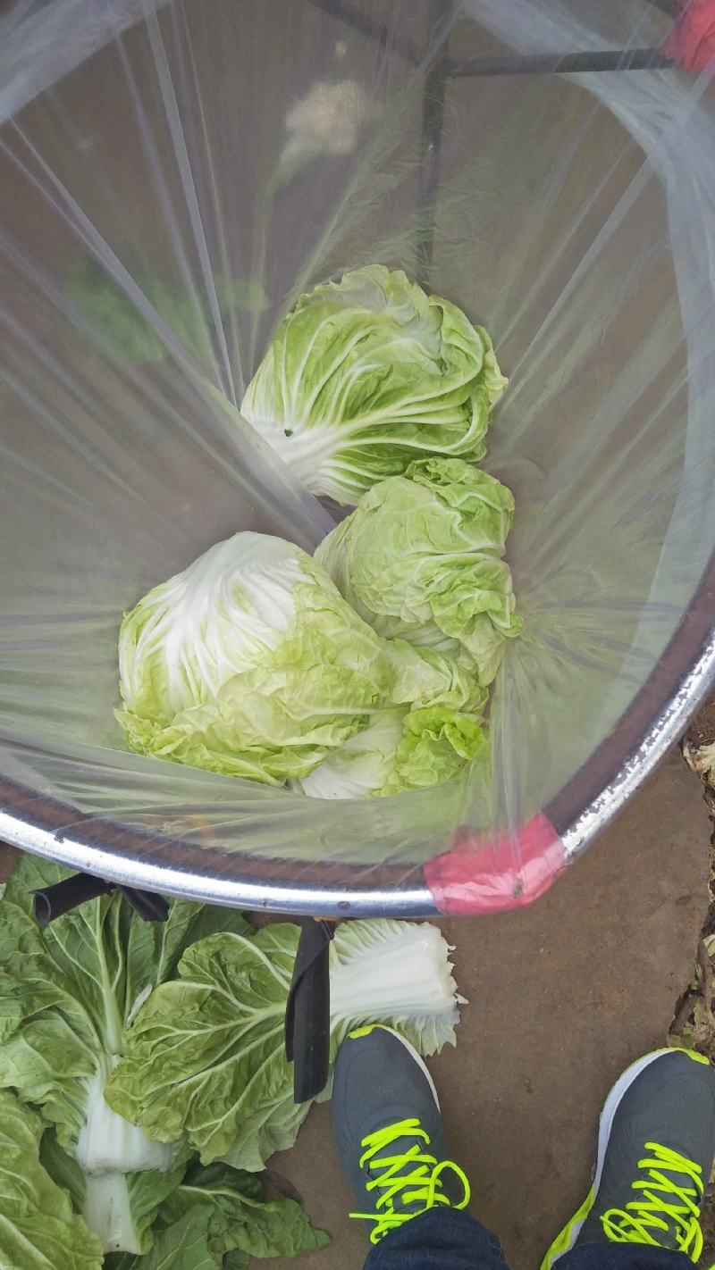 白菜，夏阳白菜，肥城白菜大量上市，货源充足