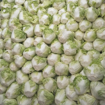 白菜，夏阳白菜，肥城白菜大量上市，货源充足
