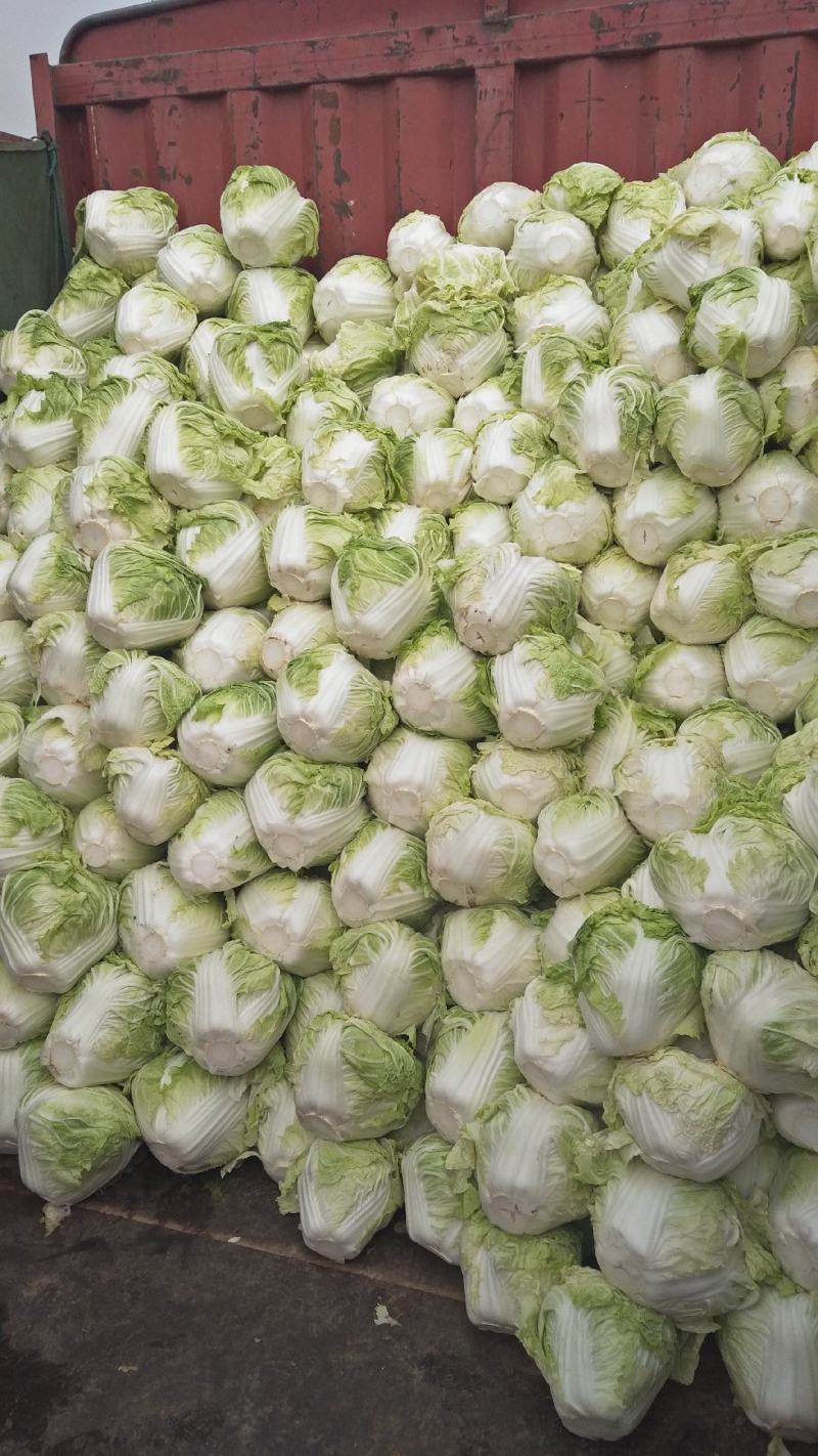 白菜，夏阳白菜，肥城白菜大量上市，货源充足