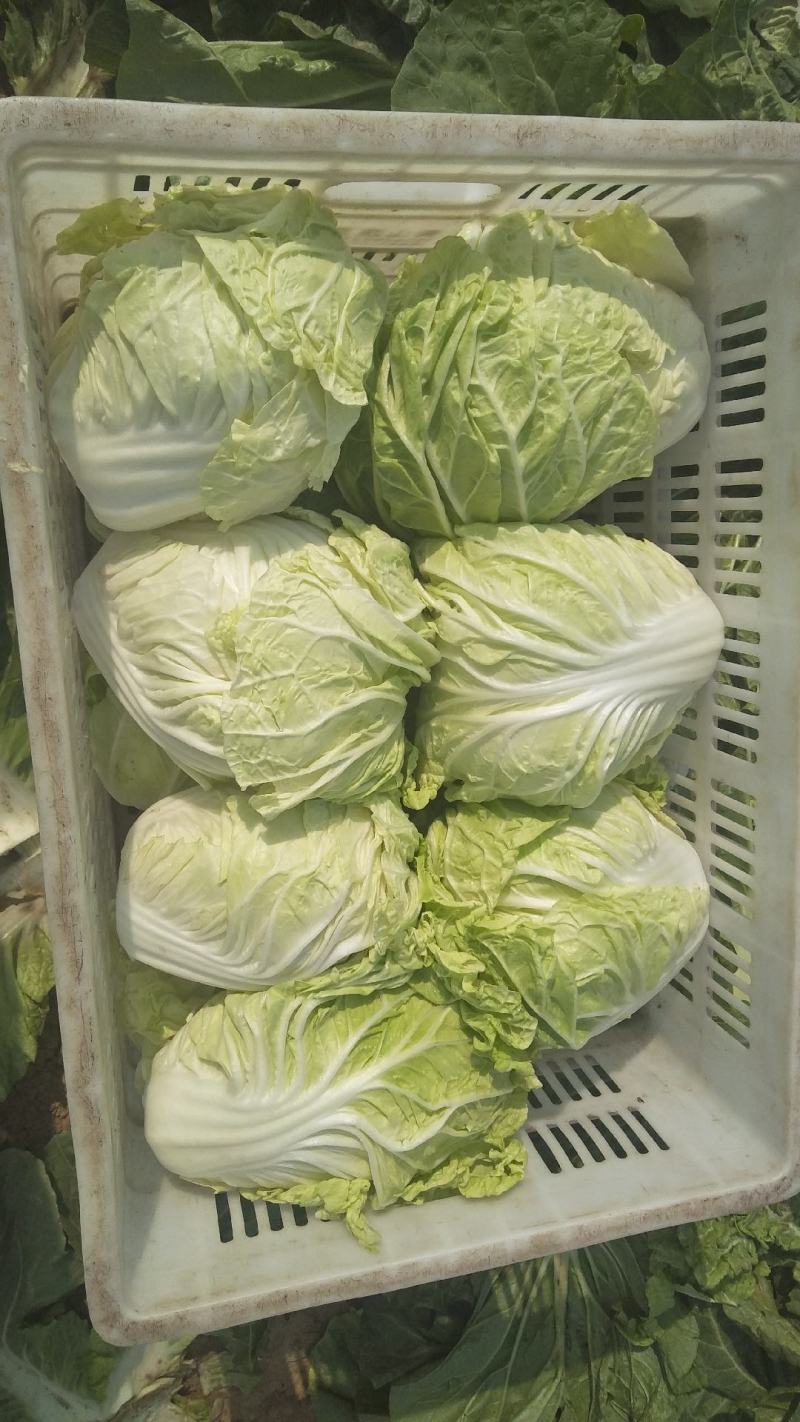 白菜，夏阳白菜，肥城白菜大量上市，货源充足