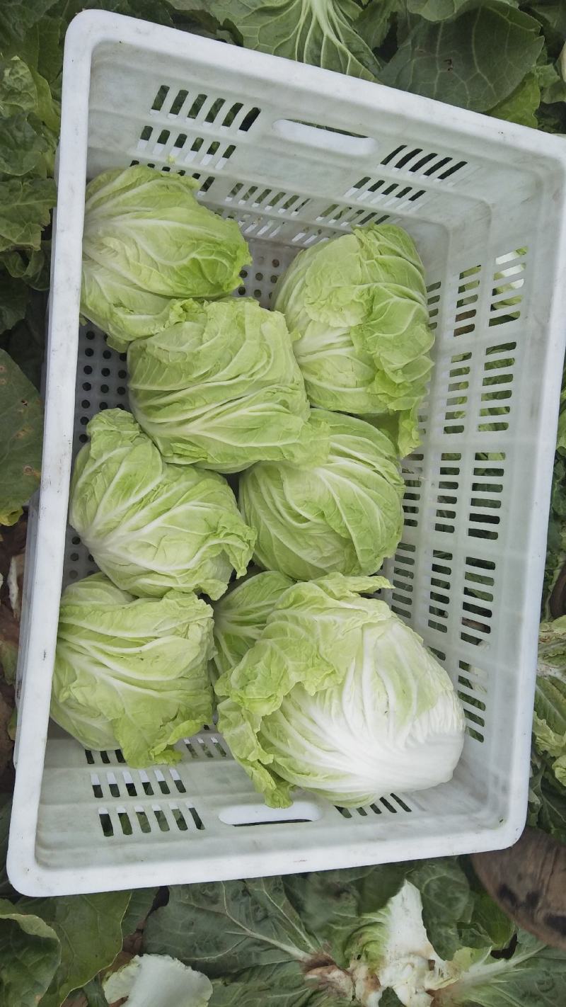 白菜，夏阳白菜，肥城白菜大量上市，货源充足