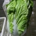 白菜，夏阳白菜，肥城白菜大量上市，货源充足