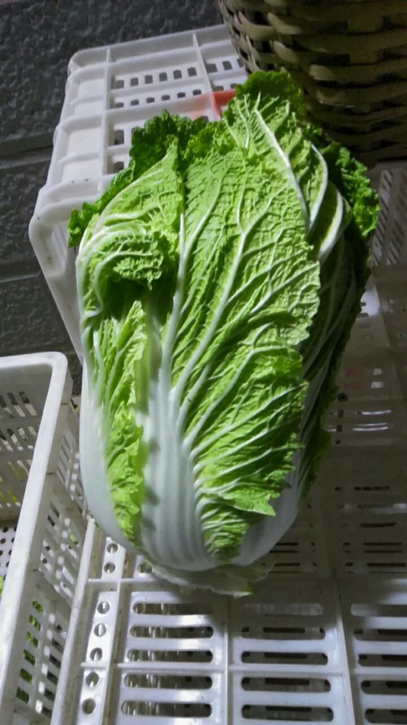 白菜，夏阳白菜，肥城白菜大量上市，货源充足