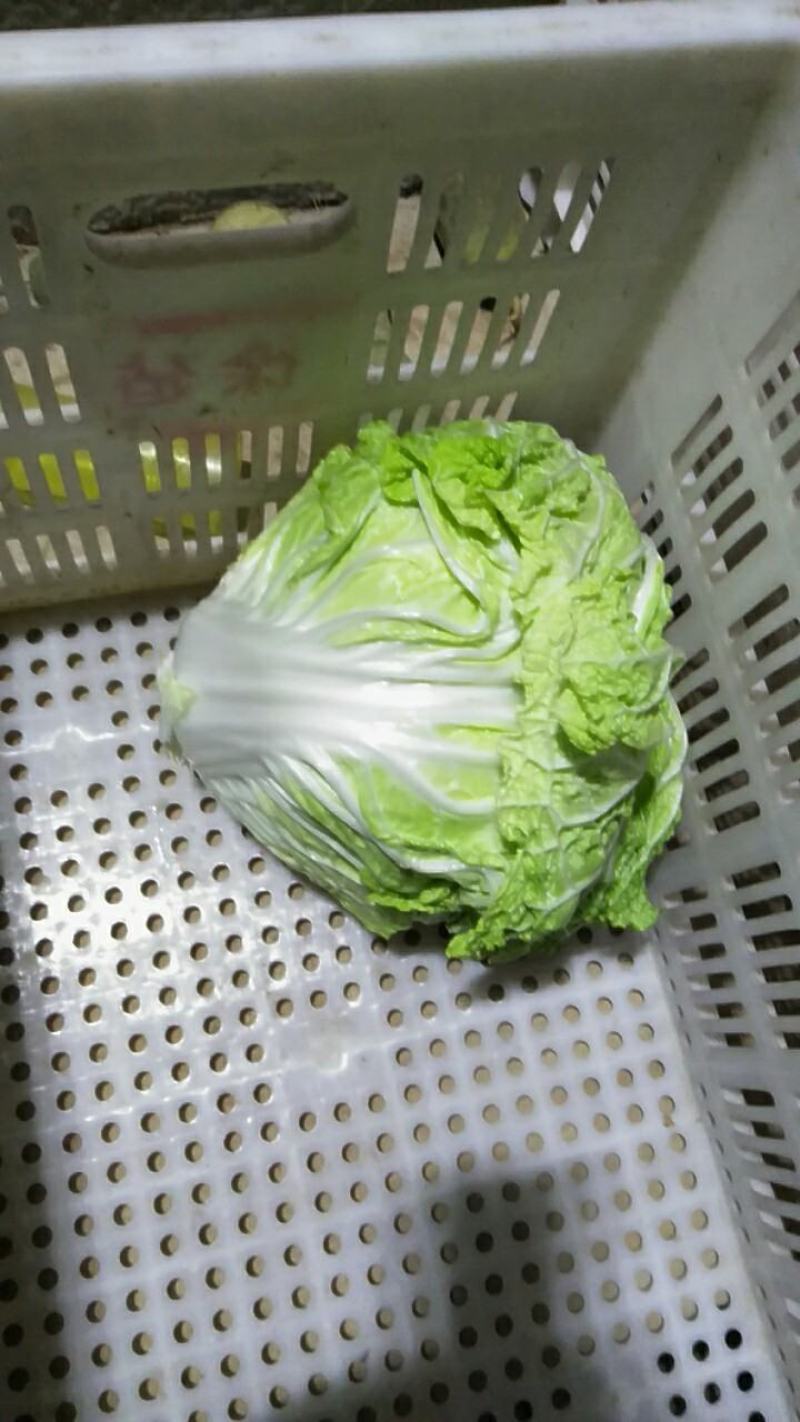 白菜，夏阳白菜，肥城白菜大量上市，货源充足