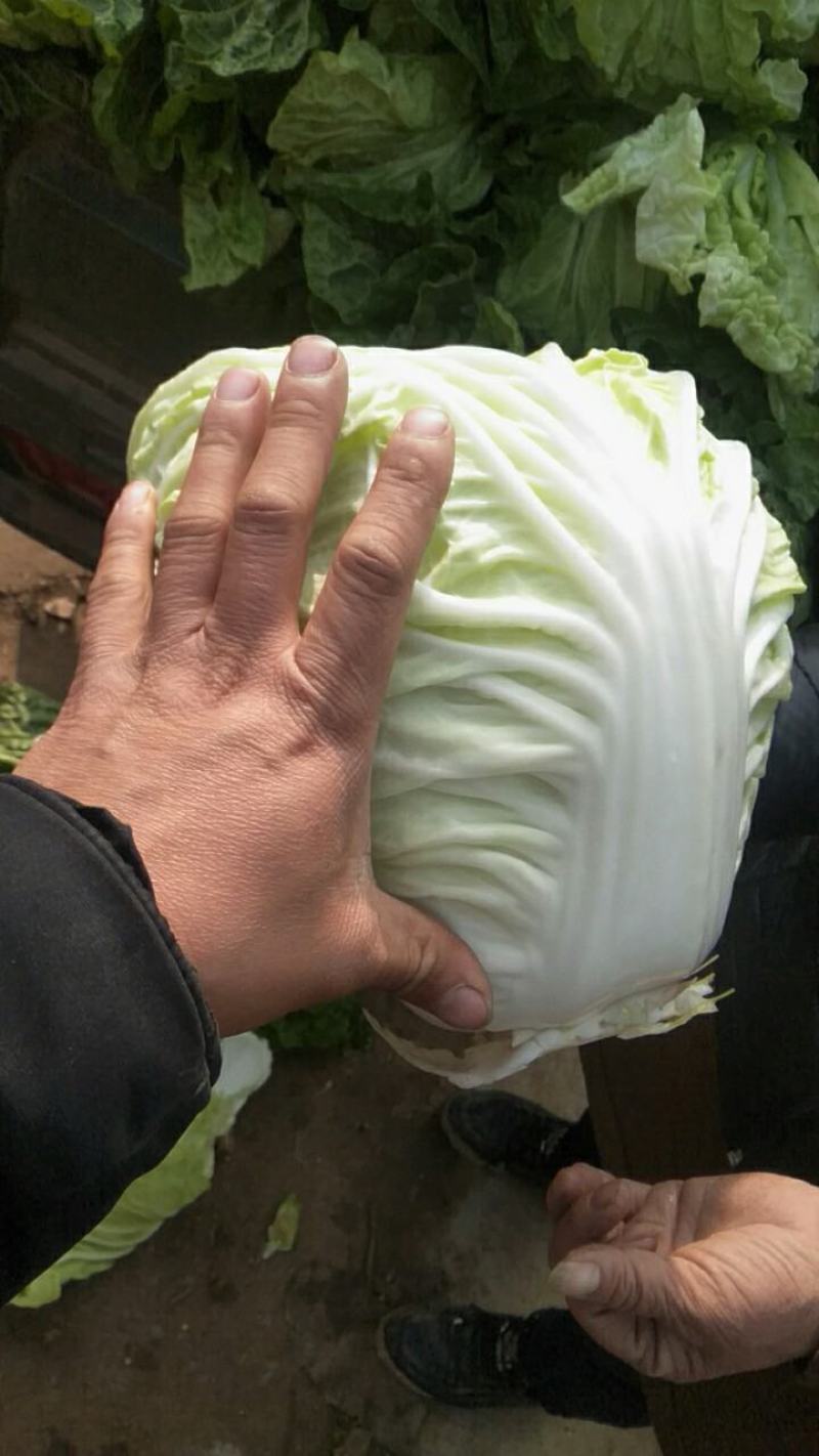 白菜，夏阳白菜，肥城白菜大量上市，货源充足
