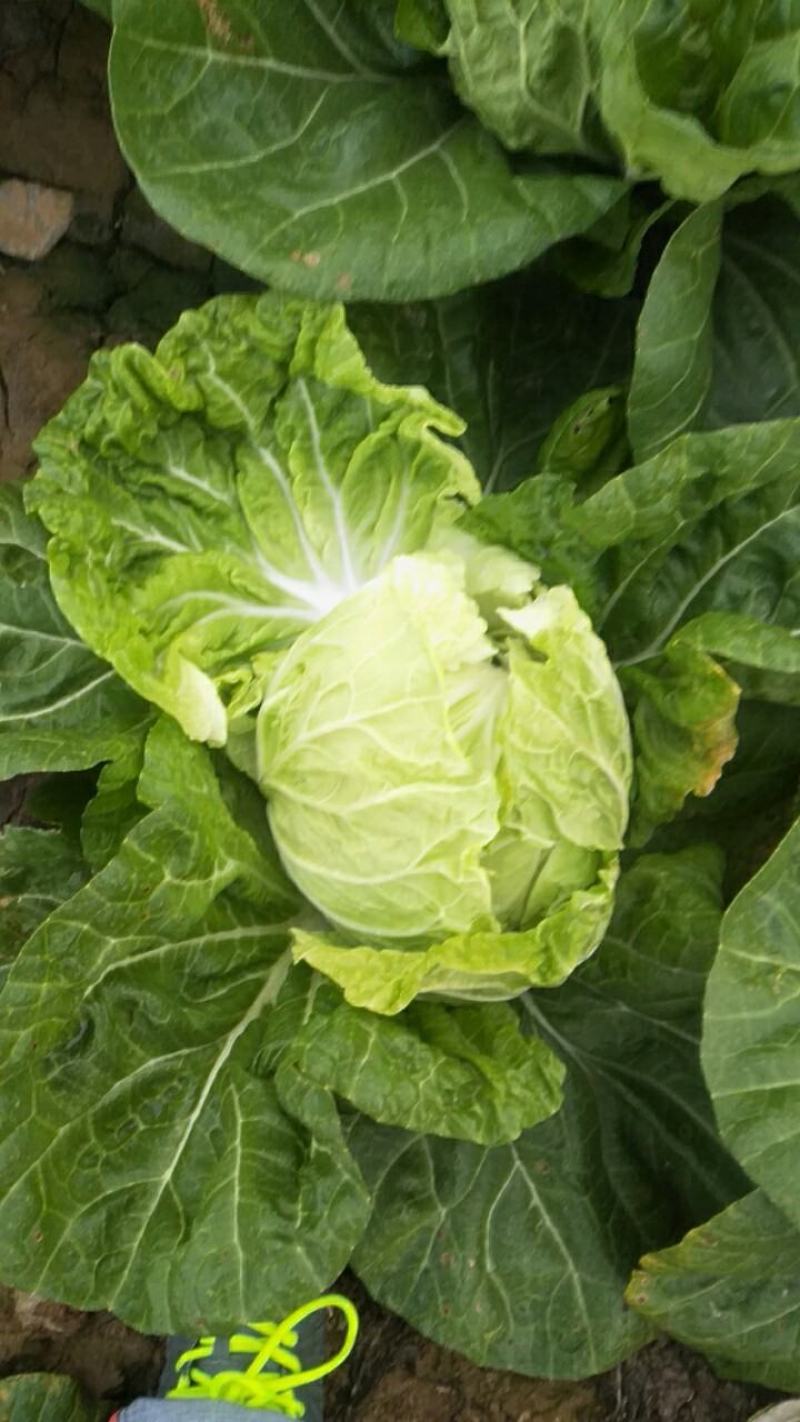 白菜，夏阳白菜，肥城白菜大量上市，货源充足