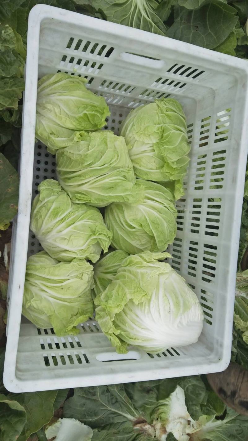 白菜，夏阳白菜，肥城白菜大量上市，货源充足