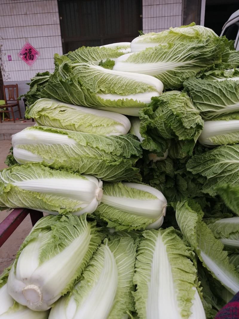 白菜，夏阳白菜，肥城白菜大量上市，货源充足