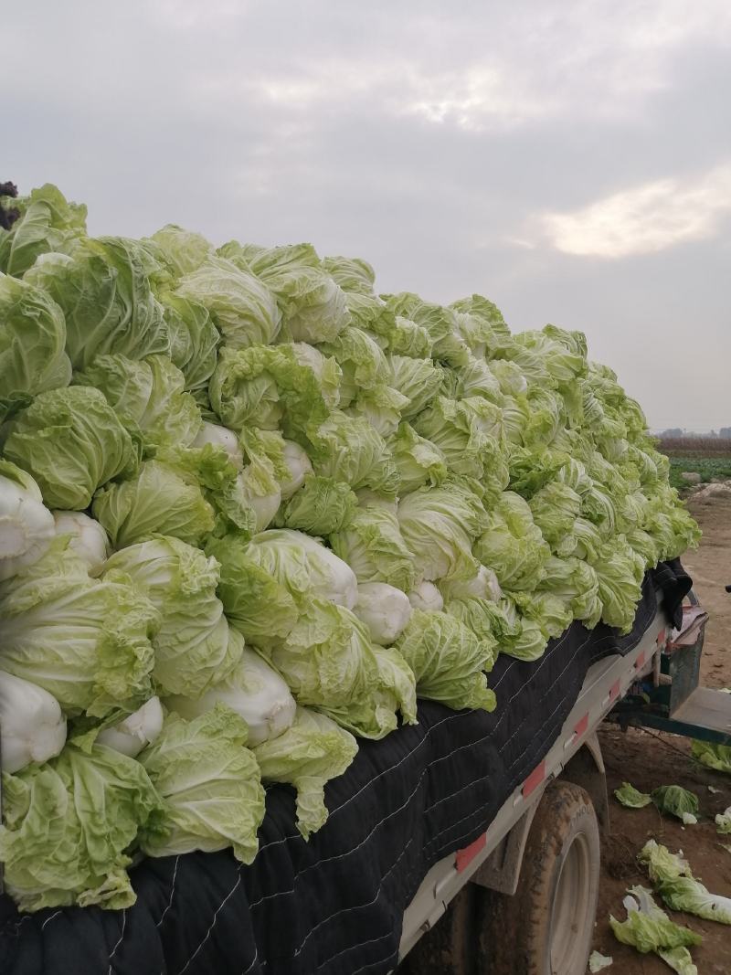 白菜，夏阳白菜，肥城白菜大量上市，货源充足