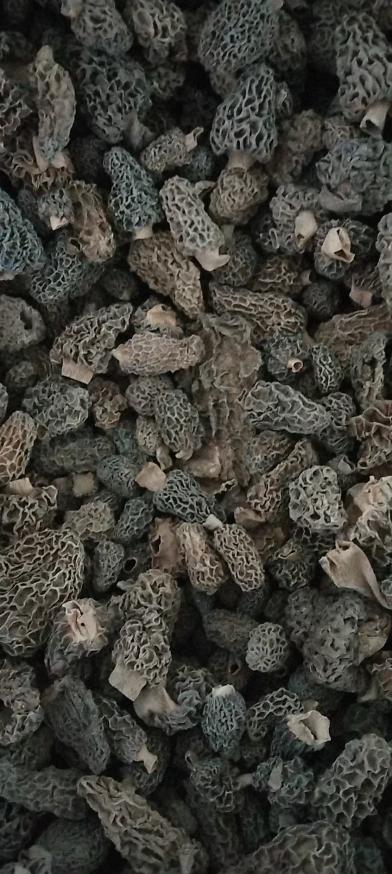 野生羊肚菌