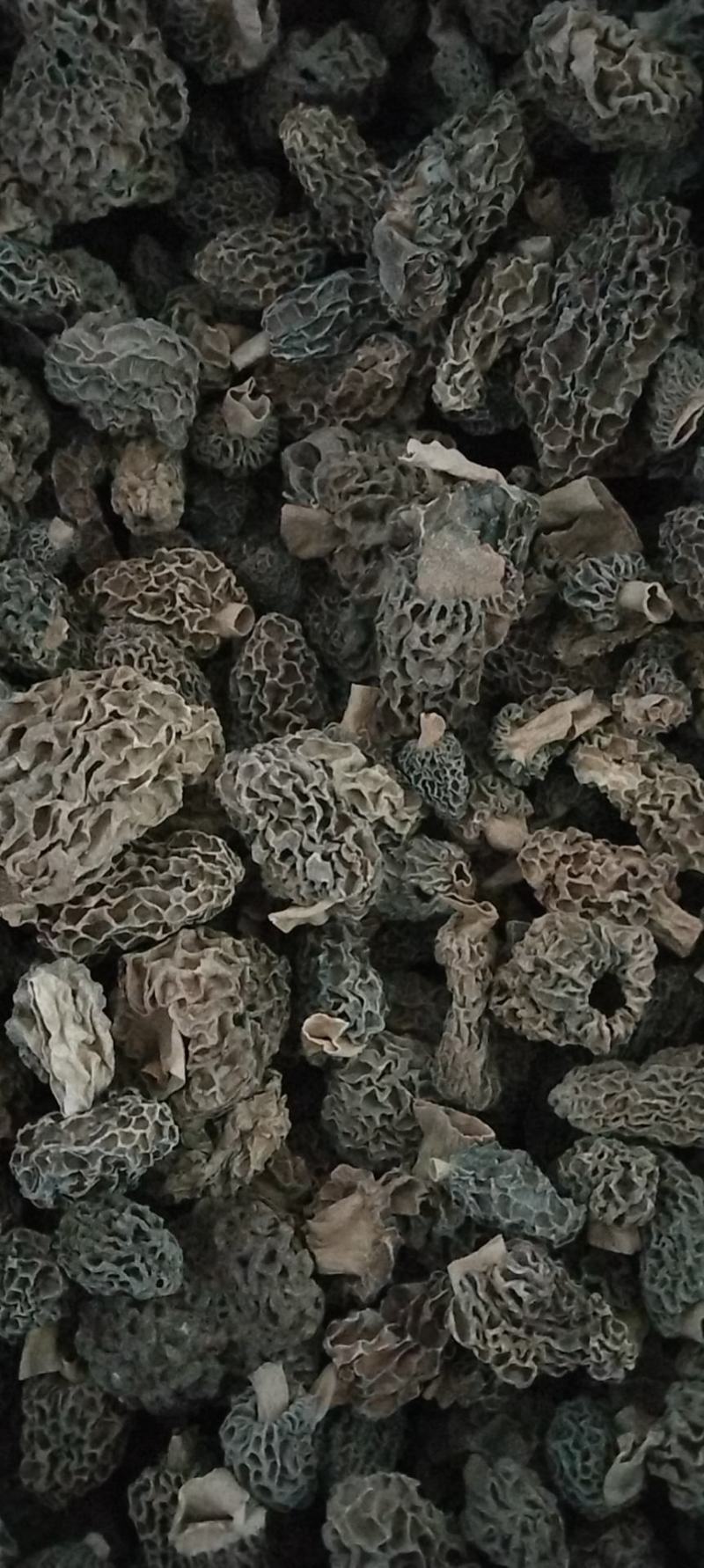 野生羊肚菌