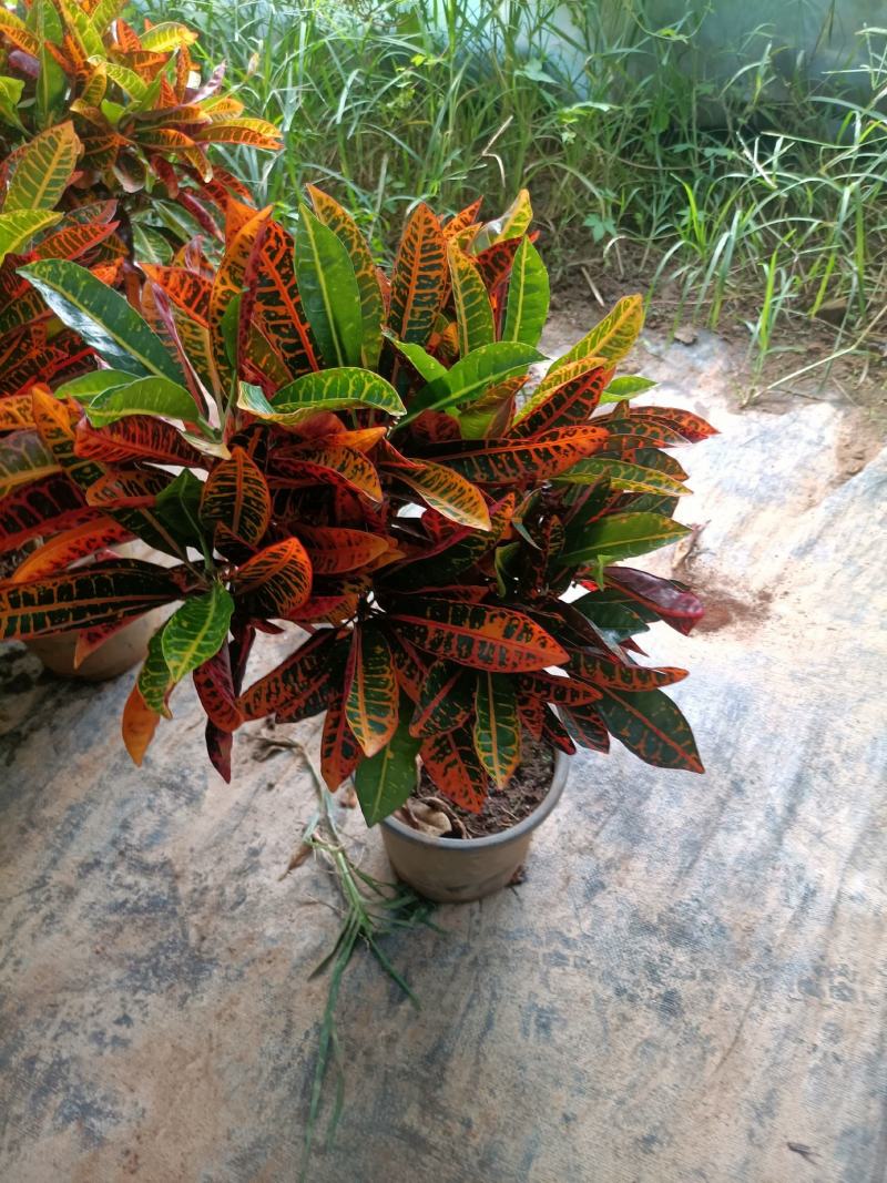 老兵苗圃专售绿植盆景变色木