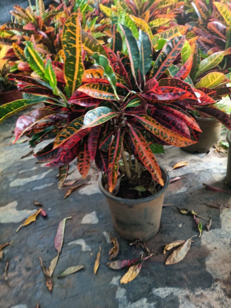 老兵苗圃专售绿植盆景变色木
