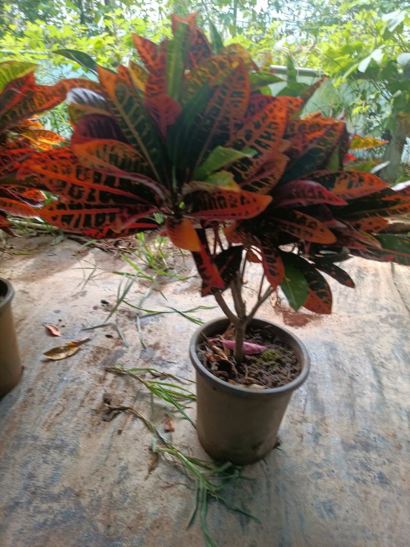 老兵苗圃专售绿植盆景变色木