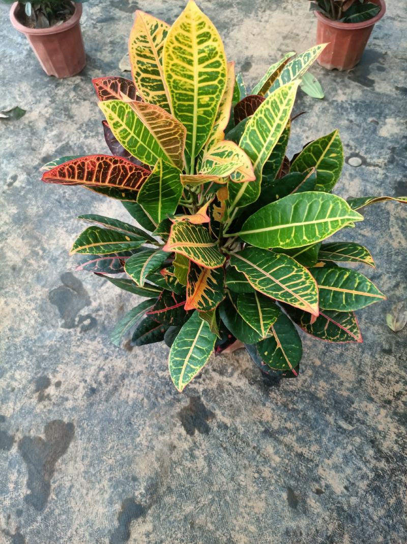 老兵苗圃专售绿植盆景变色木