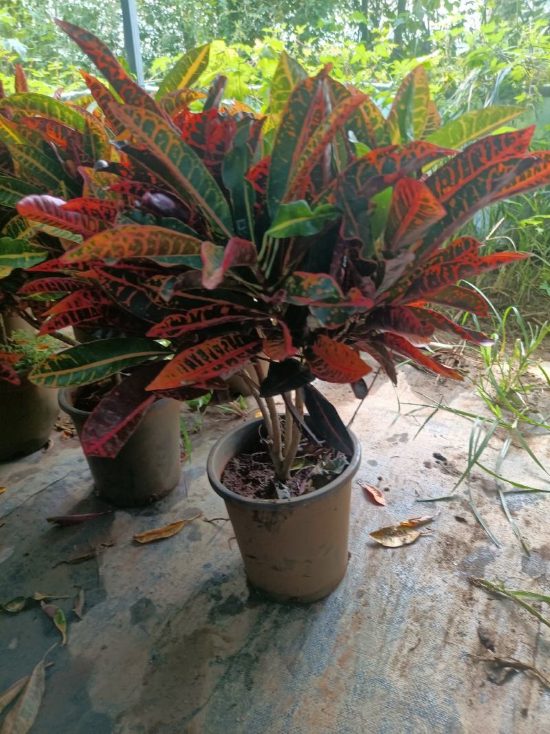 老兵苗圃专售绿植盆景变色木