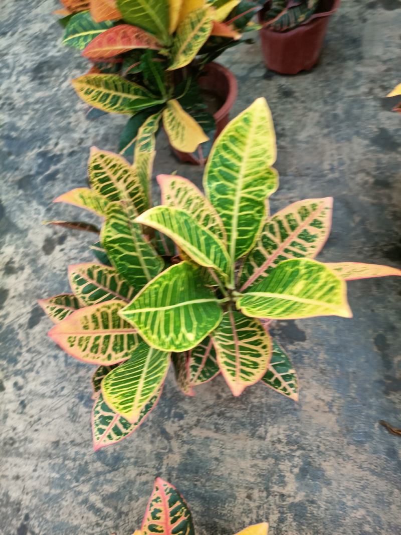 老兵苗圃专售绿植盆景变色木