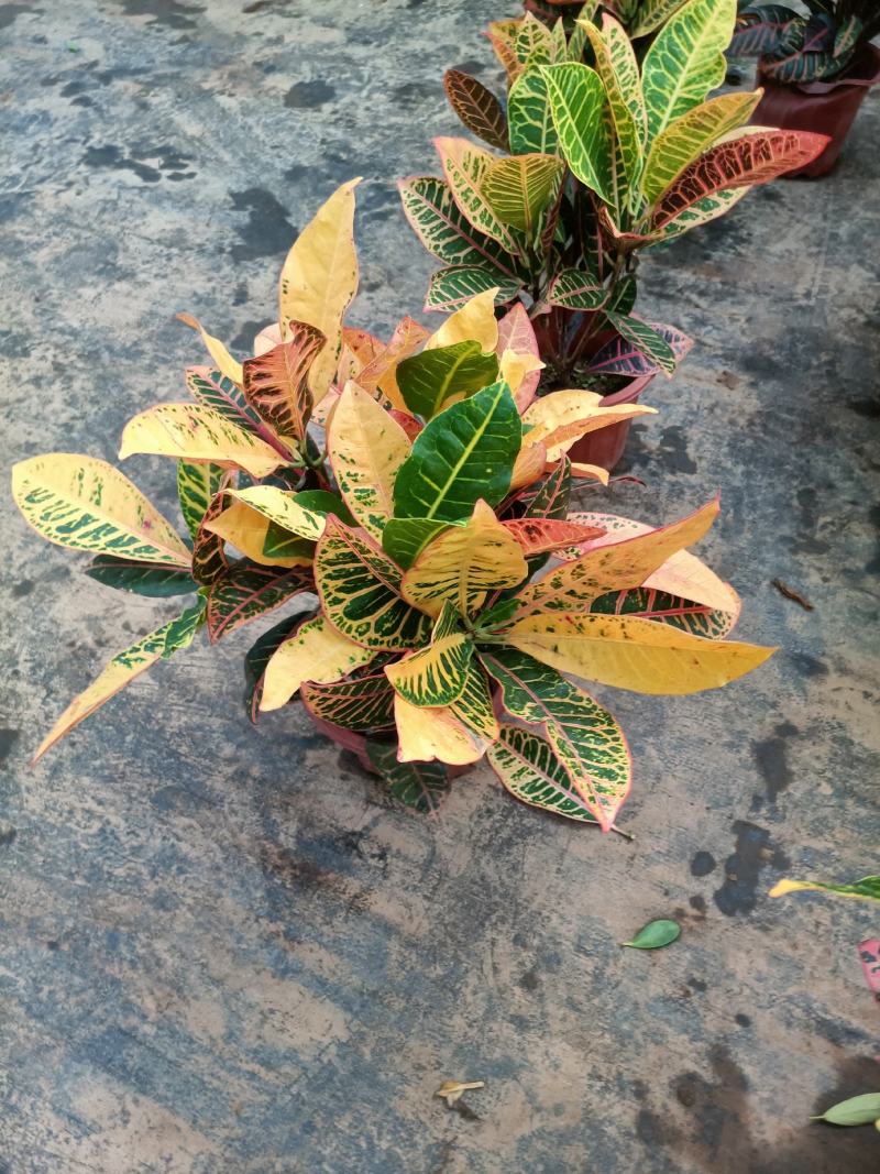老兵苗圃专售绿植盆景变色木
