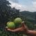 橙子海南地标产品海南琼中绿橙大量上市，产地直供