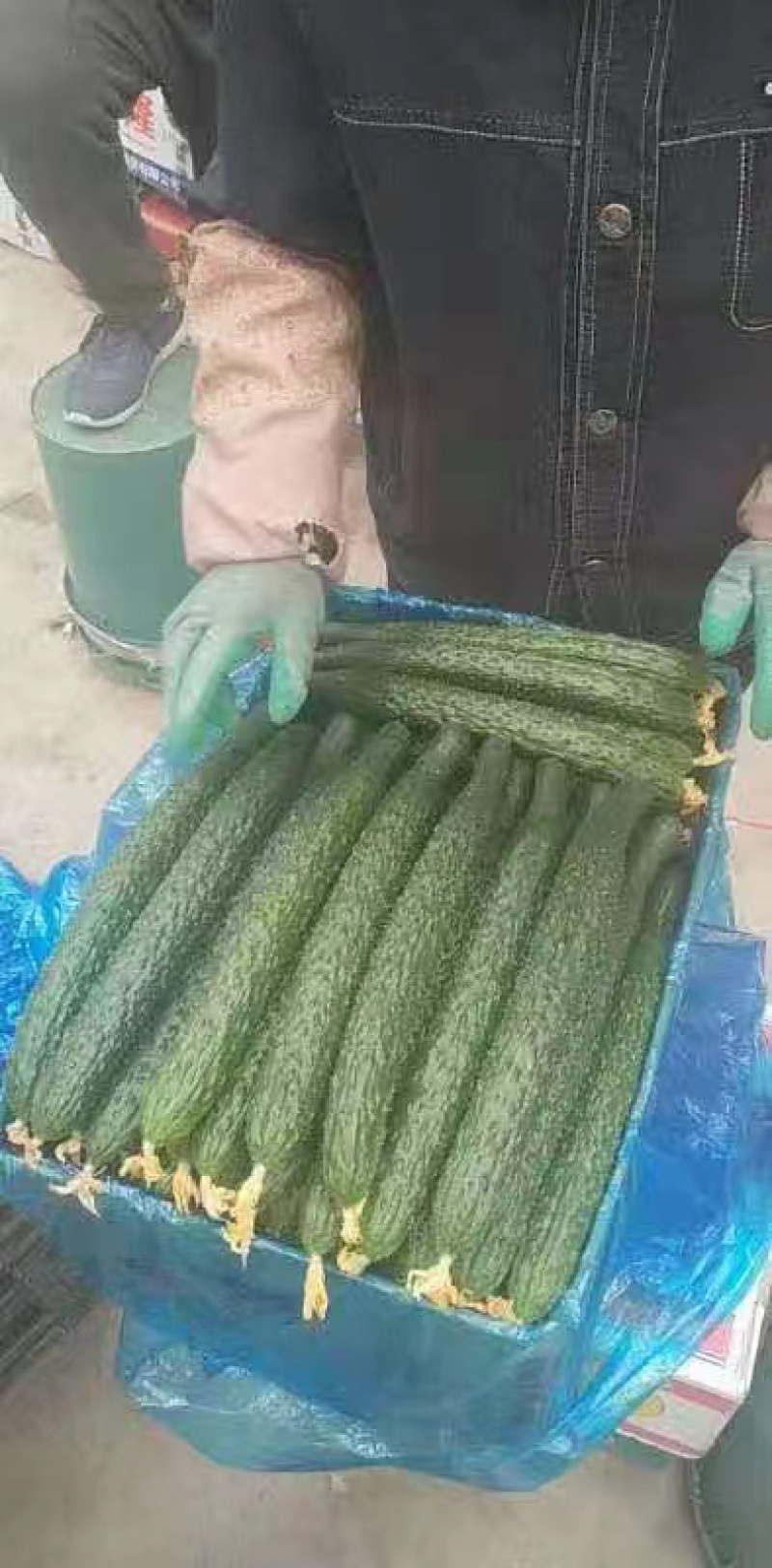 产地直发，细条蜜次黄瓜，价低货优，欢迎合作