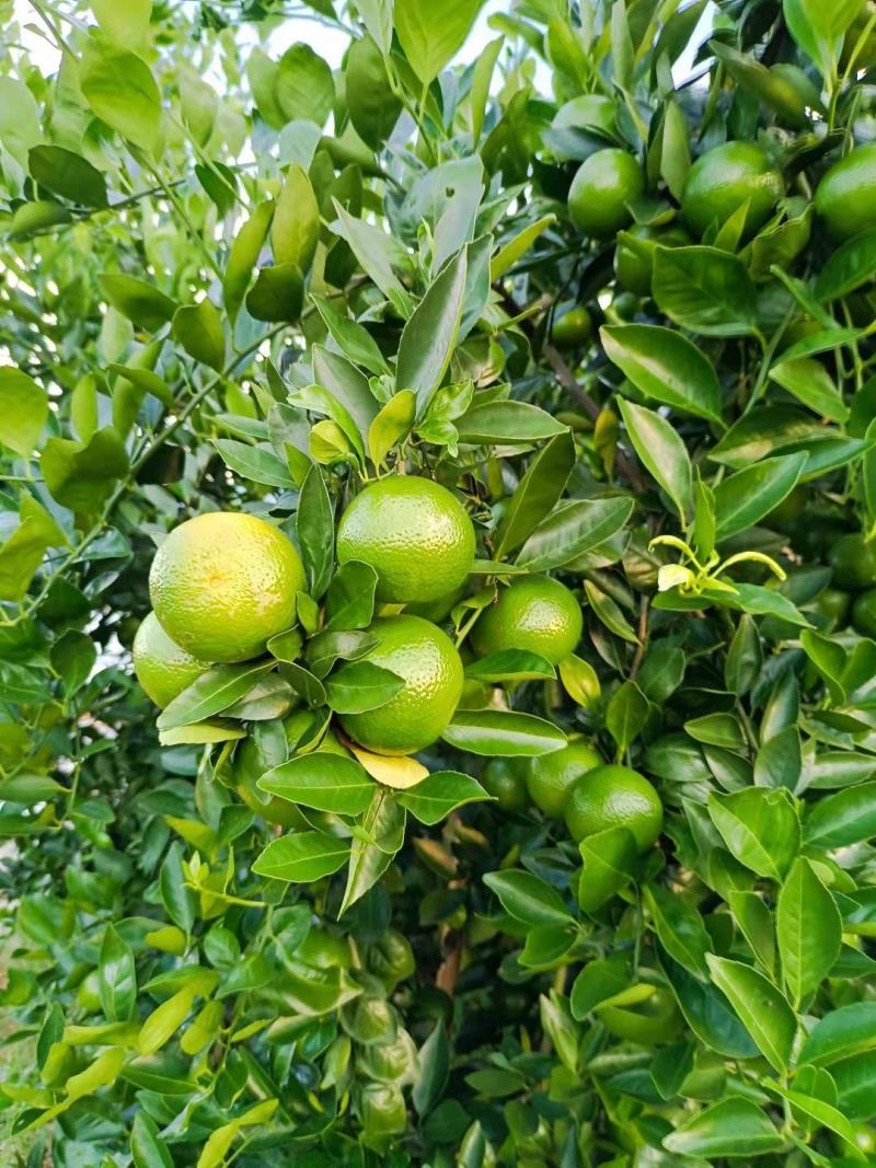 皇帝柑
