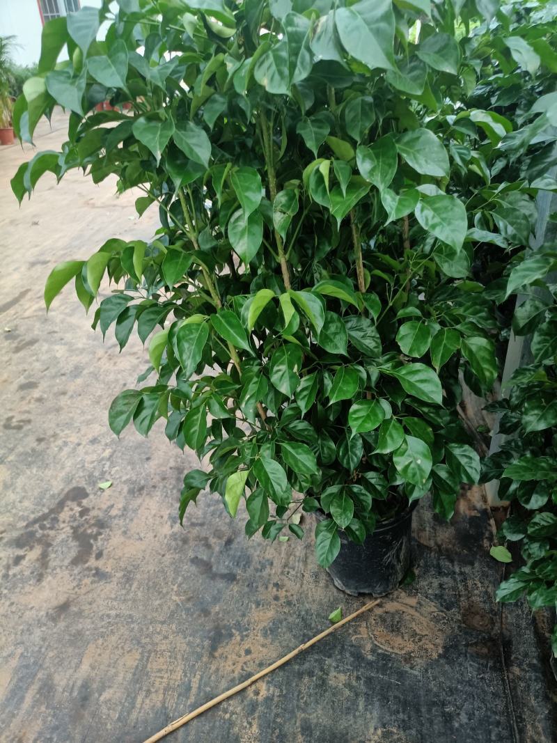 绿宝盆栽老兵苗圃专卖精品绿宝盆栽