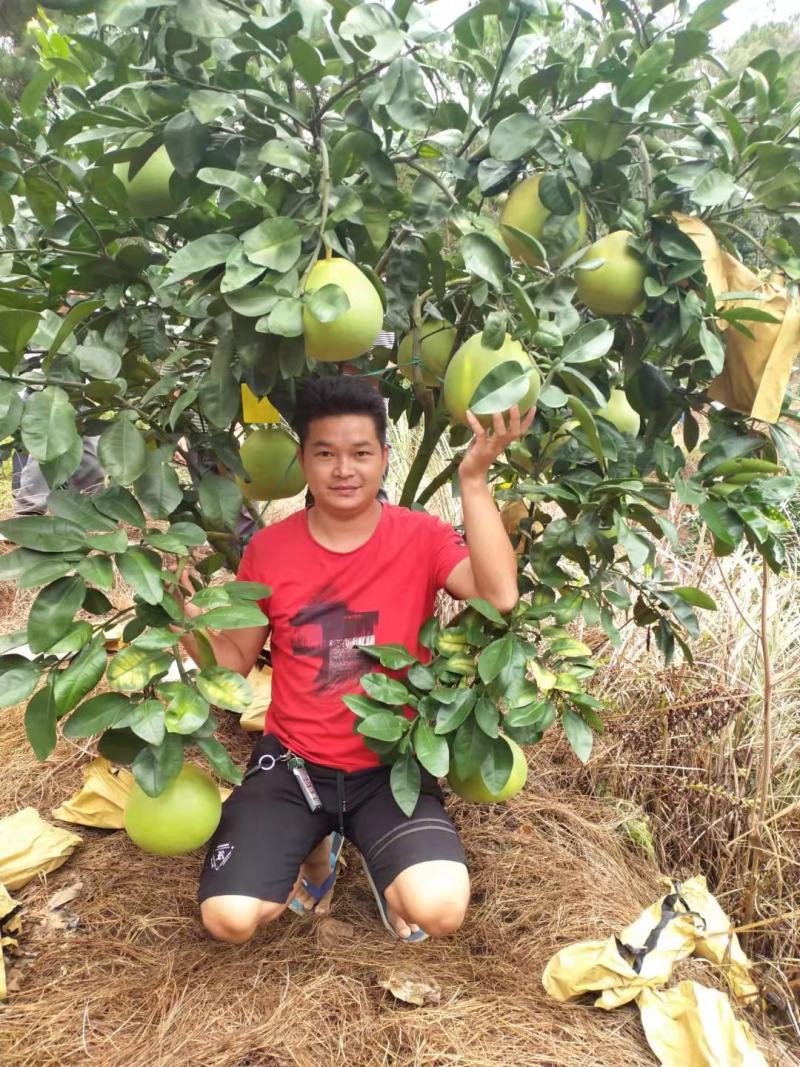 泰国红宝石青柚苗基地现货免费提供种植管理技术欢迎来参考
