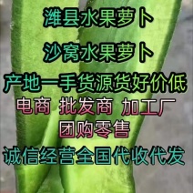 山东潍坊产区大棚瓜茬铁杆水果萝卜大量上市中