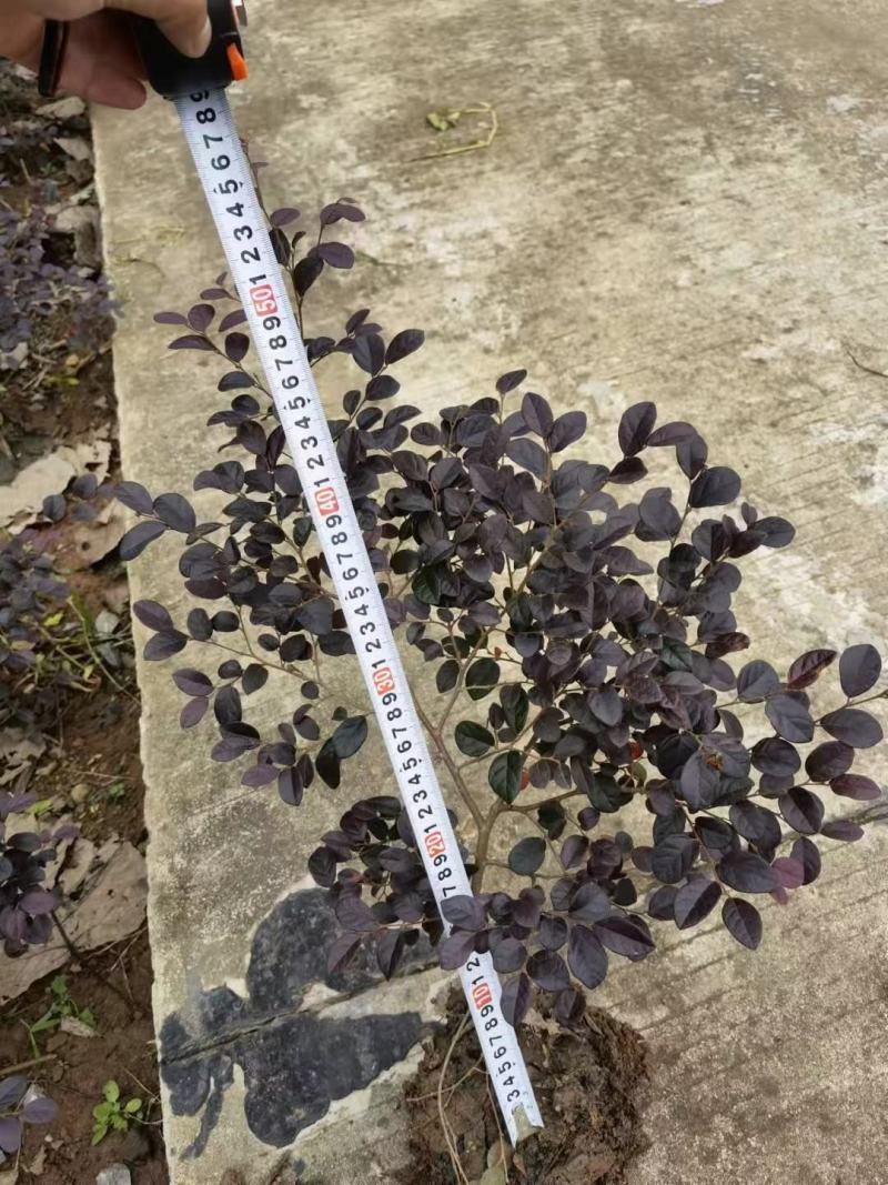 四川成都温江基地直销红继木苗，红继木球地苗杯苗，规格齐全