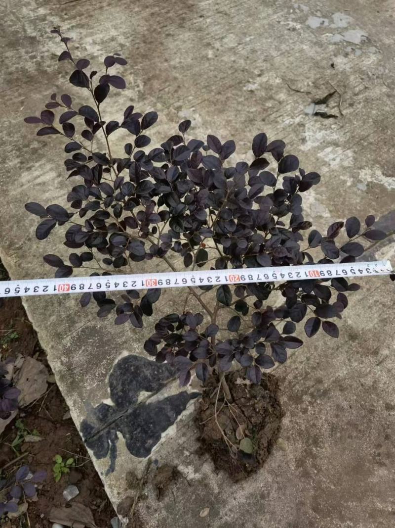 四川成都温江基地直销红继木苗，红继木球地苗杯苗，规格齐全