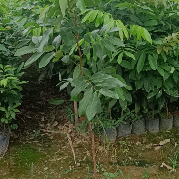 龙眼植生苗杯苗小杯大杯