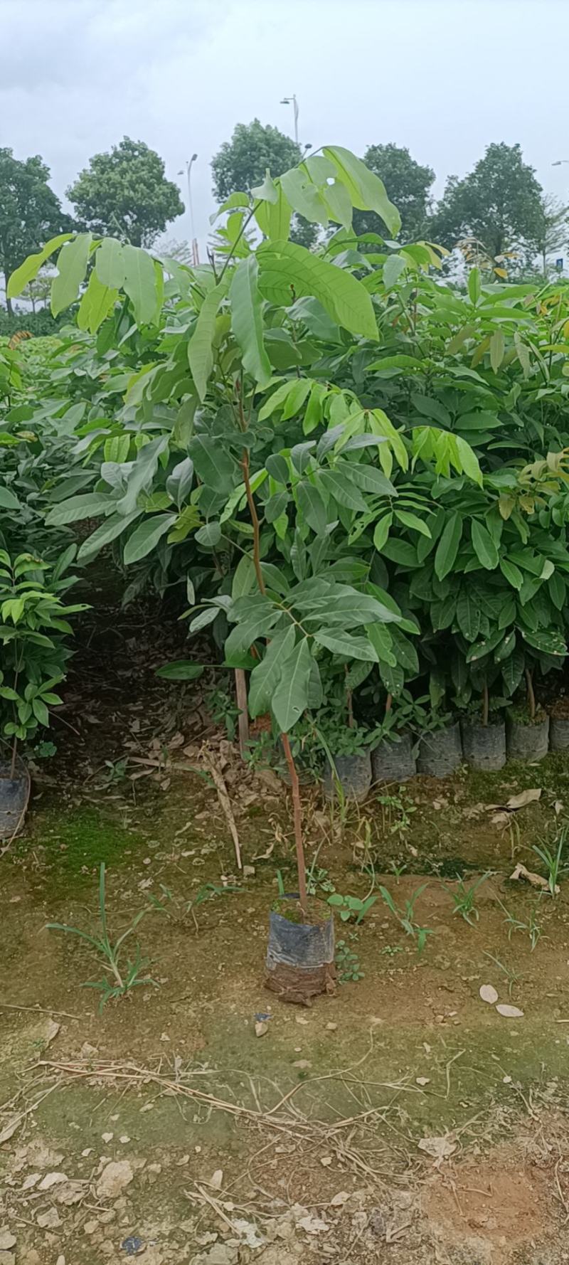 龙眼植生苗杯苗小杯大杯