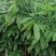 龙眼植生苗杯苗小杯大杯
