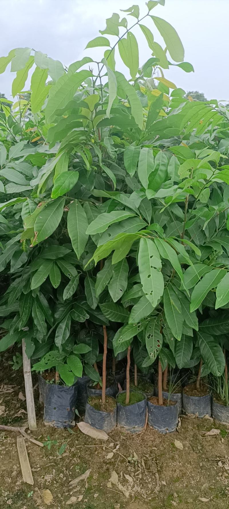 龙眼植生苗杯苗小杯大杯