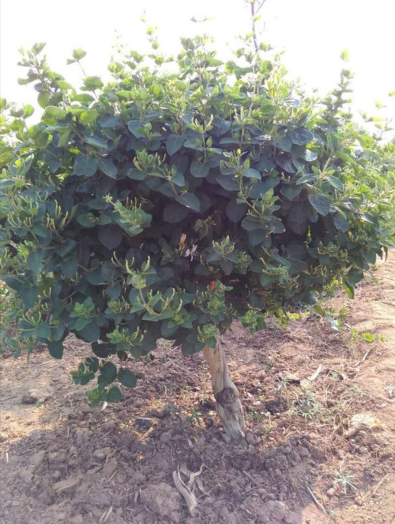 四季金银花苗药用金银花苗专业技术指导