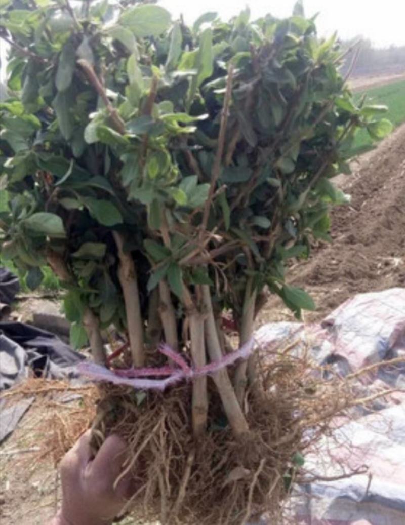 四季金银花苗药用金银花苗专业技术指导