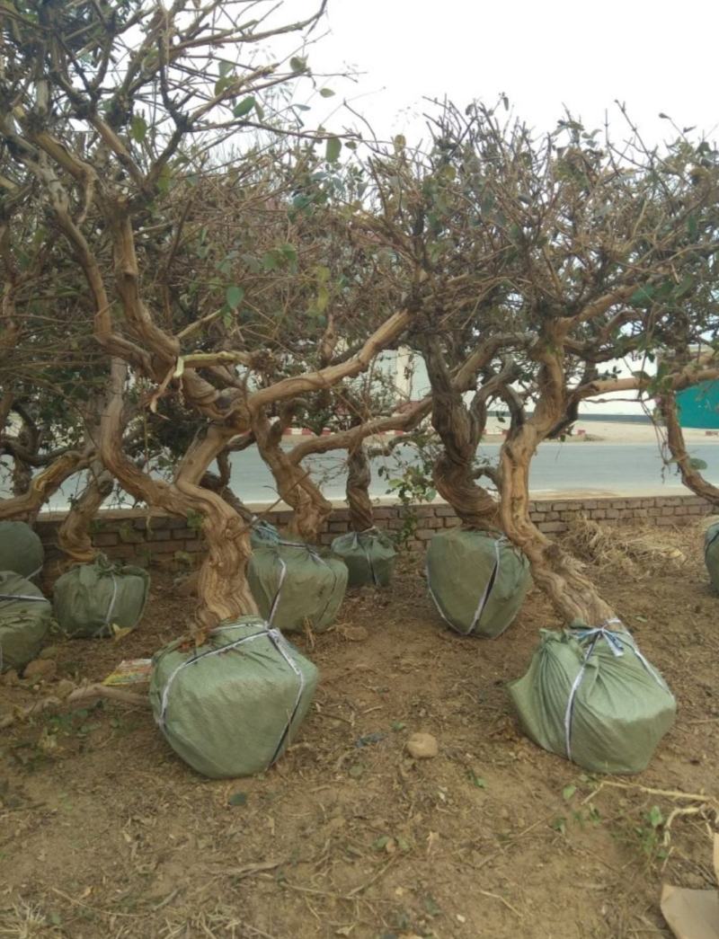 四季金银花苗药用金银花苗专业技术指导